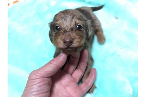 成約済の千葉県のカニンヘンダックスフンド(ロングヘアード)-118069の12枚目